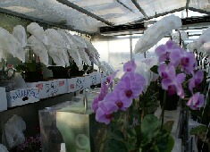 �n�E�X�@�����@�X���}�b�v