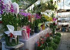 �n�E�X�@�����@�X���}�b�v