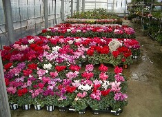 �ԁ@���A�@�X���}�b�v