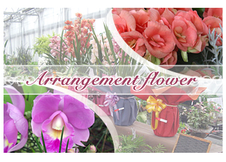 Arrangement Flower
