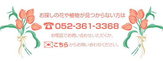 ���T���̉Ԃ�A����������Ȃ�����052-361-3368���d�b�ł��₢���킹�����������A������@���炨�₢���킹���������B